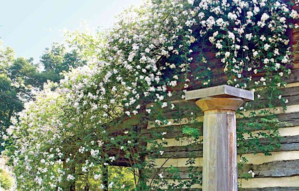 I Tried My Mom’s DIY Solution For Getting Rid Of Bugs On My Climbing Roses And Here’s What I Learned