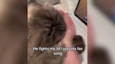 Cat Mom Shares How Kitty Hilariously "Fights Me" Until She Plays His Favorite Song