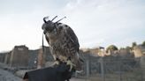 WATCH: Birds of prey protect Pompeii against pigeons