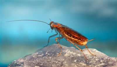 Utilizar insecticida contra las cucarachas tiene un terrible problema: las hace mucho más fuertes