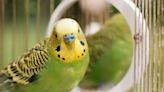 Owl and Parakeet Besties Interact in Adorable Video and It’s Cuteness Overload