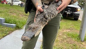 ‘Scared me to death’: Apopka woman finds small alligator hiding in her garage