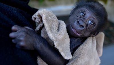 Woodland Park Zoo plans to relocate baby gorilla after mom continues to show no interest