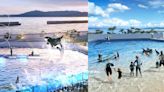 日本全新水族館「神戶須磨海洋世界」8大亮點！無數虎鯨陪吃飯、海豚互動沙灘必造訪 | 愛玩妞 | 妞新聞 niusnews