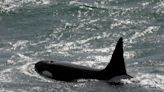 9 orcas have died so far this year after they were trapped in fishery equipment off the coast of Alaska