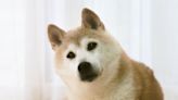 The Shiba Inu Who Became the Face of Dogecoin Cryptocurrency Preferred Napping