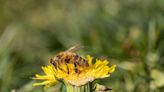 Fact Check: According to Springtime Posts, Bees Need Dandelions for Food Early in the Year