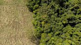 Australia plays outsized role destroying forest carbon sinks