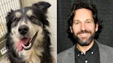 Tennessee Animal Shelter Calls on Paul Rudd to Adopt Look-alike Dog — Nicknamed Pawl Ruff