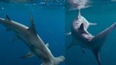 Buscan mejorar la conservación de tiburones en Q. Roo con catálogo