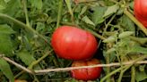 How to Grow and Care for Mortgage Lifter Tomatoes