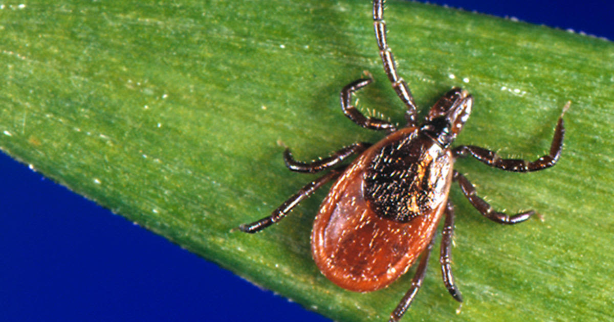 Powassan virus reported in Massachusetts town; Residents urged to avoid tick bites