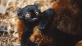 Critically Endangered Baby Lemurs Arrive at Silicon Valley Zoo