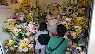 Decenas de personas se despiden con flores de Kabosu, la perra shiba inu que inspiró el meme Doge
