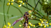 Could we really see more swarms of wasps because of hot and dry weather?