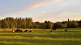 Grasslands Should Be Matched to Cows' Personalities, Say Researchers