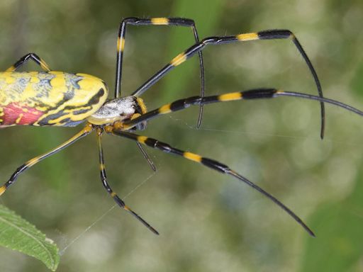 The Invasive Joro Spider Is Getting Cozy in the U.S.