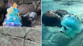 Watch: Giant river otter knocks his birthday cake into water