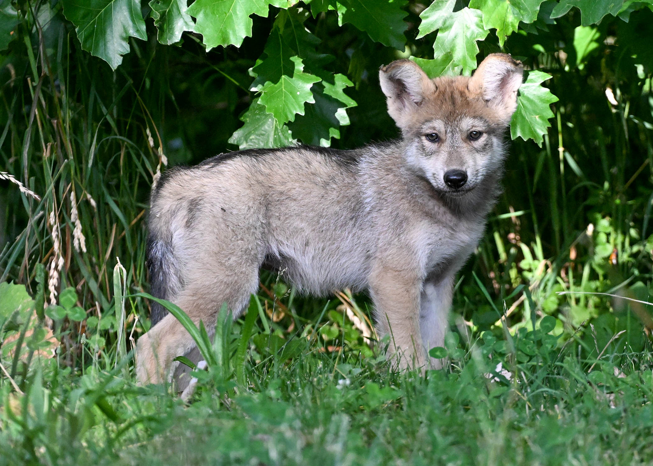 Brookfield Zoo announces naming contest for Mexican wolf pup