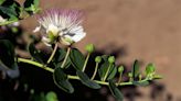 Meet the Sicilian Island That Produces the World’s Best Capers