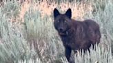 Yellowstone wolf on solo patrol chased for a mile by coyotes