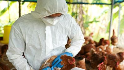 Cinco motivos para no bajar la guardia epidemiológica frente a la transmisión de gripe aviar en humanos