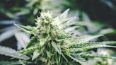 New Study Reveals THC Potency Inflation in Colorado Weed