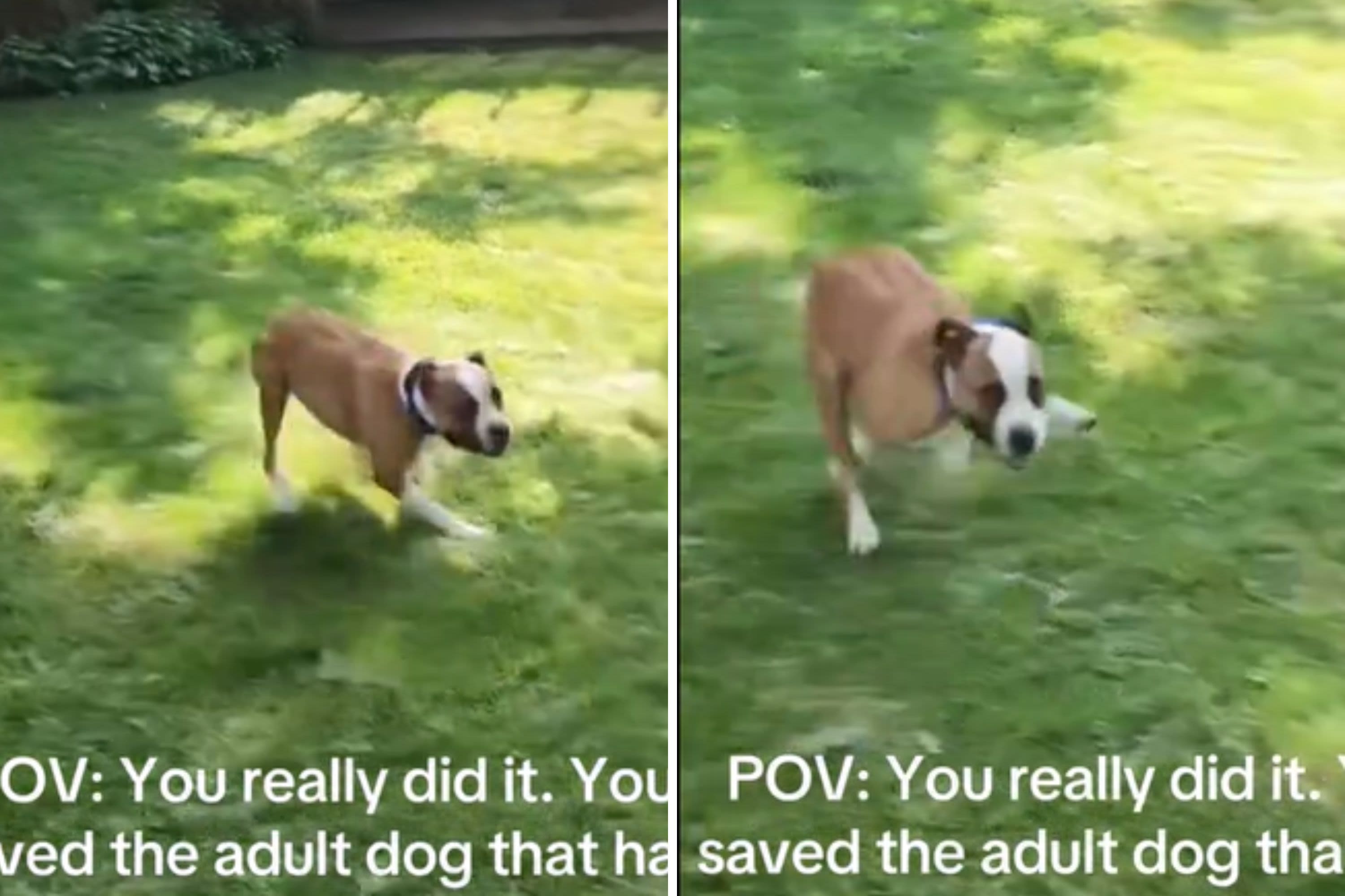 Rescue dog reacts to dream yard after spending 90% of his life in shelter