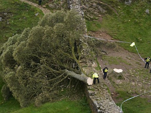 Two men charged over felling of famous Sycamore Gap tree