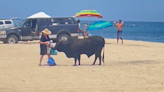 Woman gored by bull after ignoring warnings from beachgoers in Mexico
