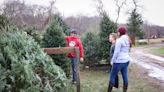 Looking for the perfect Christmas tree? These Newport County farms have it covered.