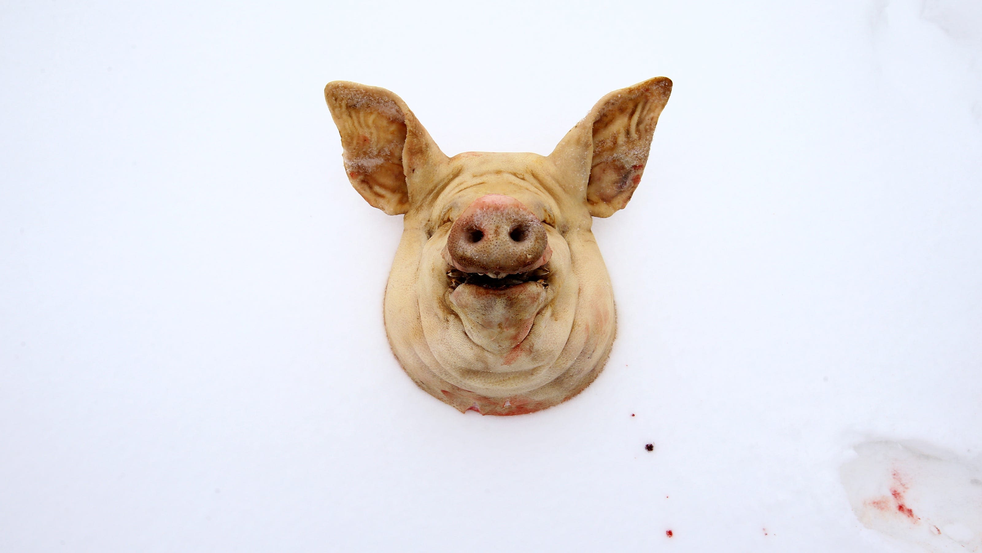 Severed pig head left on California home's doorstep in possible hate crime: 'Abnormal'