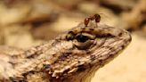 Native eastern fence lizards changed their bodies and behavior in response to invasive red imported fire ants