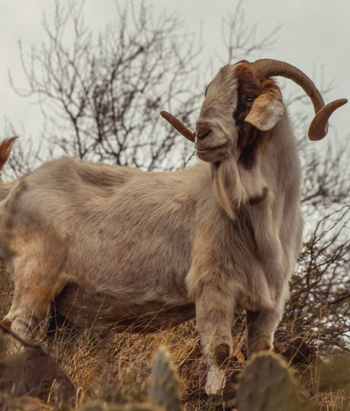 'Bob the Goat' of Franklin Mountains dies amid relocation effort, TPWD confirms