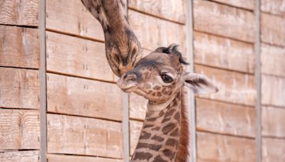 Houston Zoo welcomes new baby giraffe, Kamili