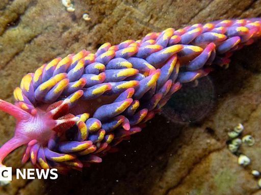 'Beautiful' colourful sea slug found in Wembury rock pool