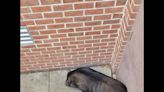 Elusive pig evades capture for days. Cops ‘fairly certain he’s the fastest pig alive’