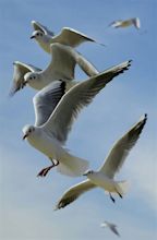 Flock of Seagulls Flying during Daytime · Free Stock Photo