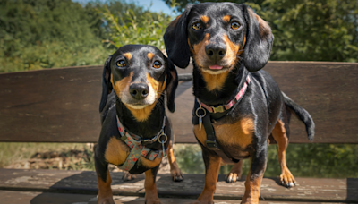 Dachshunds Surprise Infant With Morning Wake-Up and Nothing Has Ever Been More Precious