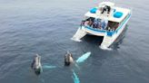 Humpback whales put on dazzling show for Dana Point watching tour