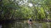 Magical mangroves
