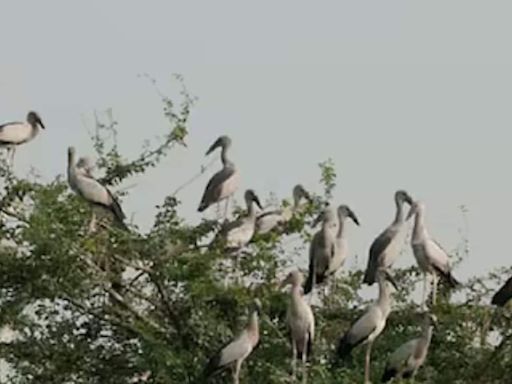 Lotus Lake Thirunavaya: A Sanctuary For Migratory Birds In Kerala - News18