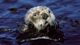In California, otters are turning to tools to eat prey in Monterey Bay