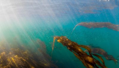 Why researchers are racing to restore B.C.’s kelp forests