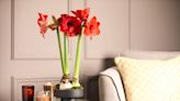 'Its blooms are so unique!' - Plant this unusual bulb now for statement flowers throughout spring