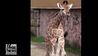 Chester Zoo’s rare young Rothschild giraffe was captured on video walking around new home
