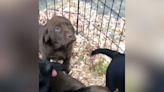 Moment Labrador puppy decides to "give up" right before owners pick her