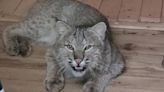 Bobcat attacks elderly man inside Vermont home