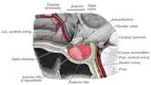 Pituitary gland