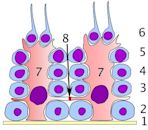 Blood–testis barrier